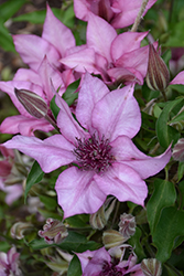 Giselle Clematis (Clematis 'Evipo051') at Valley View Farms