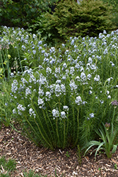 Narrow-Leaf Blue Star (Amsonia hubrichtii) at Valley View Farms