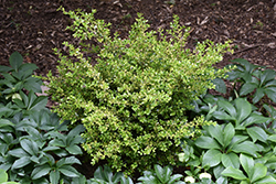 Golden Dream Boxwood (Buxus microphylla 'Peergold') at Valley View Farms