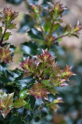 Red Beauty Holly (Ilex 'Rutzan') at Valley View Farms