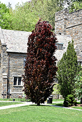Red Obelisk Beech (Fagus sylvatica 'Red Obelisk') at Valley View Farms