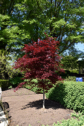 Fireglow Japanese Maple (Acer palmatum 'Fireglow') at Valley View Farms
