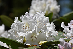 Boule de Neige Rhododendron (Rhododendron 'Boule de Neige') at Valley View Farms
