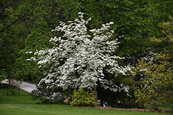 Aurora Flowering Dogwood (Cornus 'Rutban') at Valley View Farms