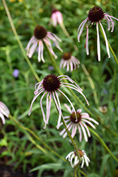 Pale Purple Coneflower (Echinacea pallida) at Valley View Farms