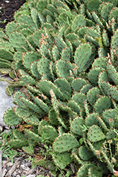Prickly Pear Cactus (Opuntia humifusa) at Valley View Farms