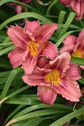 Happy Ever Appster Rosy Returns Daylily (Hemerocallis 'Rosy Returns') at Valley View Farms