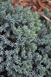 Blue Star Juniper (Juniperus squamata 'Blue Star') at Valley View Farms