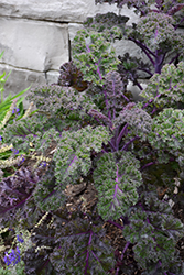 Redbor Kale (Brassica oleracea var. acephala 'Redbor') at Valley View Farms