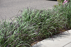 Ruby Ribbons Switch Grass (Panicum virgatum 'Ruby Ribbons') at Valley View Farms