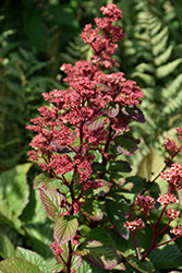 Bronze Peacock Rodgersia (Rodgersia 'Bronze Peacock') at Valley View Farms