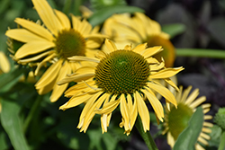 Daydream Coneflower (Echinacea 'Daydream') at Valley View Farms