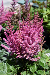 Little Vision In Pink Chinese Astilbe (Astilbe chinensis 'Little Vision In Pink') at Valley View Farms