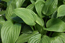 Humpback Whale Hosta (Hosta 'Humpback Whale') at Valley View Farms
