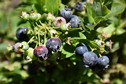 Jelly Bean Blueberry (Vaccinium 'ZF06-179') at Valley View Farms