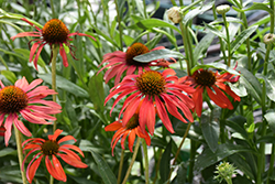 Tomato Soup Coneflower (Echinacea 'Tomato Soup') at Valley View Farms