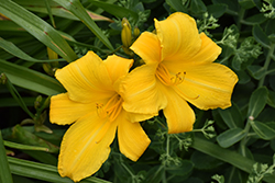 Buttered Popcorn Daylily (Hemerocallis 'Buttered Popcorn') at Valley View Farms