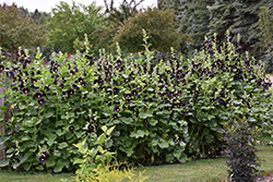 Black Hollyhock (Alcea rosea 'Nigra') at Valley View Farms