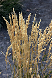 El Dorado Feather Reed Grass (Calamagrostis x acutiflora 'El Dorado') at Valley View Farms
