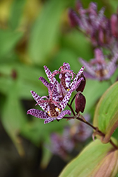 Toad Lily (Tricyrtis formosana) at Valley View Farms