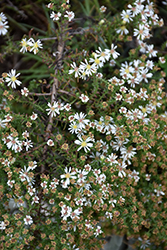 Snow Flurry Aster (Symphyotrichum ericoides 'Snow Flurry') at Valley View Farms
