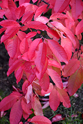 Sourwood (Oxydendrum arboreum) at Valley View Farms