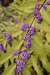 Early Amethyst Beautyberry (Callicarpa dichotoma 'Early Amethyst') at Valley View Farms
