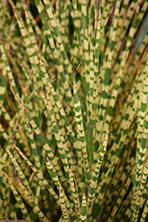 Gold Bar Maiden Grass (Miscanthus sinensis 'Gold Bar') at Valley View Farms