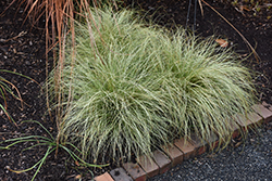 New Zealand Hair Sedge (Carex comans 'Frosted Curls') at Valley View Farms