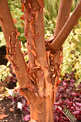 Paperbark Maple (Acer griseum) at Valley View Farms
