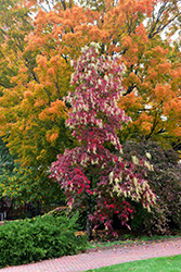 Sourwood (Oxydendrum arboreum) at Valley View Farms