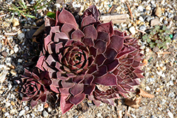 Chick Charms Chocolate Kiss Hens And Chicks (Sempervivum 'Chocolate Kiss') at Valley View Farms