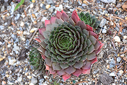 Chick Charms Cherry Berry Hens And Chicks (Sempervivum 'Cherry Berry') at Valley View Farms