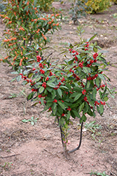 Maryland Beauty Winterberry (Ilex verticillata 'Maryland Beauty') at Valley View Farms