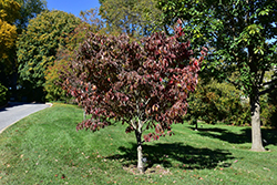 Appalachian Spring Flowering Dogwood (Cornus florida 'Appalachian Spring') at Valley View Farms