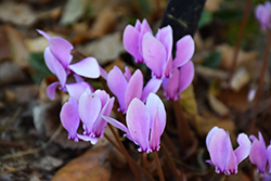 Persian Violet (Cyclamen hederifolium) at Valley View Farms