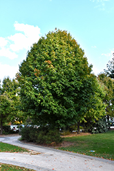 Legacy Sugar Maple (Acer saccharum 'Legacy') at Valley View Farms