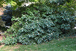 Alleghany Viburnum (Viburnum x rhytidophylloides 'Alleghany') at Valley View Farms