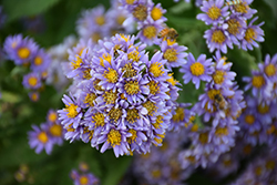 Jindai Tartarian Aster (Aster tataricus 'Jindai') at Valley View Farms