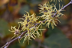 Common Witchhazel (Hamamelis virginiana) at Valley View Farms