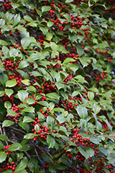 American Holly (Ilex opaca) at Valley View Farms