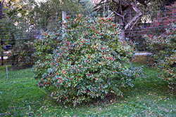 Berry Nice Winterberry (Ilex verticillata 'Spriber') at Valley View Farms