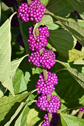 American Beautyberry (Callicarpa americana) at Valley View Farms