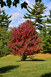 Redpointe Red Maple (Acer rubrum 'Frank Jr.') at Valley View Farms