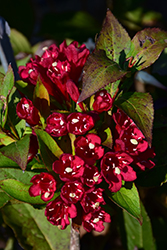 Maroon Swoon Weigela (Weigela 'Slingco 2') at Valley View Farms