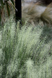 White Cloud Muhly Grass (Muhlenbergia capillaris 'White Cloud') at Valley View Farms