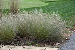 Blonde Ambition Blue Grama Grass (Bouteloua gracilis 'Blonde Ambition') at Valley View Farms