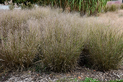 Shenandoah Reed Switch Grass (Panicum virgatum 'Shenandoah') at Valley View Farms