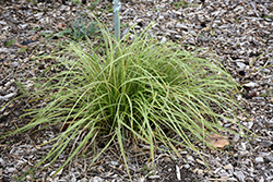 Gold Fountains Sedge (Carex dolichostachya 'Gold Fountains') at Valley View Farms