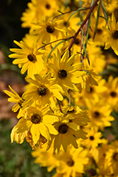 Narrow-leaved Sunflower (Helianthus angustifolius) at Valley View Farms